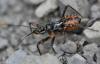 Rhynocoris iracundus